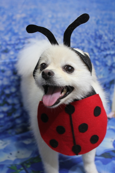 東京都港区のポメラニアンのトリミング画像