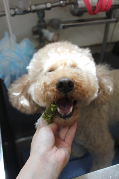 千葉県船橋市のトイプードルの歯磨き画像