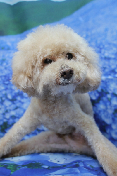 千葉県船橋市のトイプードルのトリミング画像