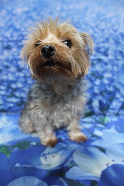 千葉県鎌ケ谷市のヨークシャテリアのトリミング前画像