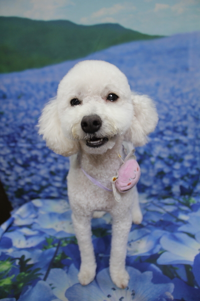 千葉県船橋市のトイプードルのトリミング画像