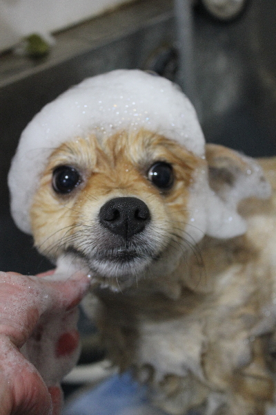 千葉県船橋市ポメラニアンのシャンプー画像