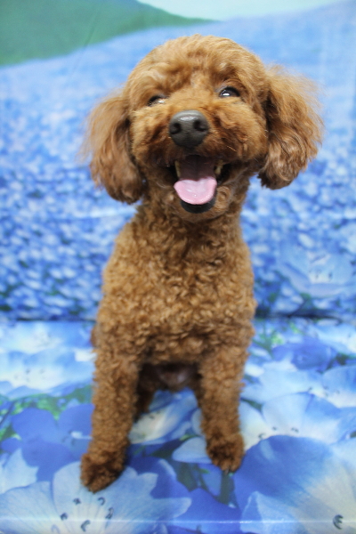 千葉県船橋市のトイプードルのトリミング前画像