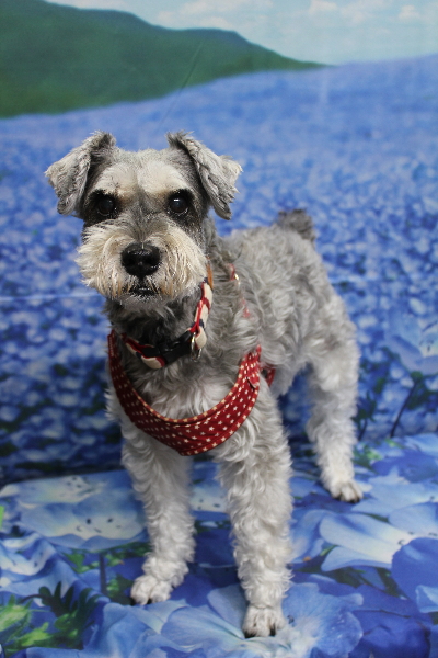 千葉県船橋市のミニチュアシュナウザーのトリミング前画像