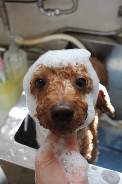 千葉県船橋市のトイプードルのシャンプー画像