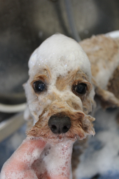 千葉県船橋市のトイプードルのシャンプー画像