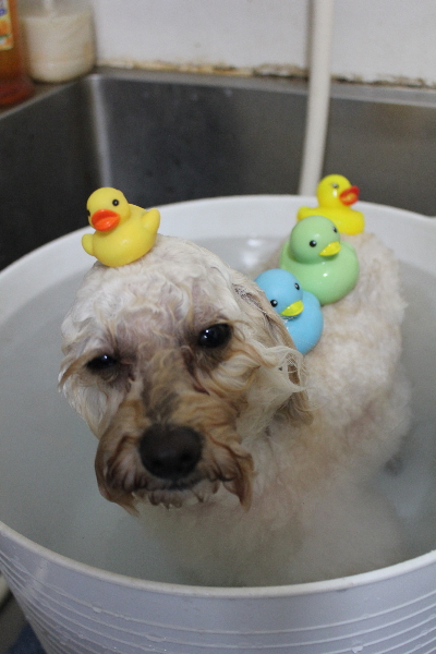 千葉県鎌ヶ谷市のトイプードルの炭酸泉画像