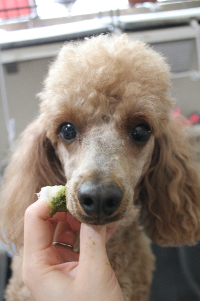 千葉県鎌ヶ谷市のトイプードルのハーブ歯磨き画像
