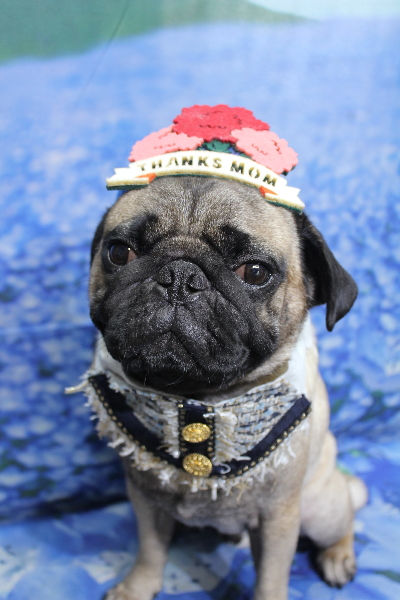 千葉県鎌ケ谷市のパグのトリミング画像