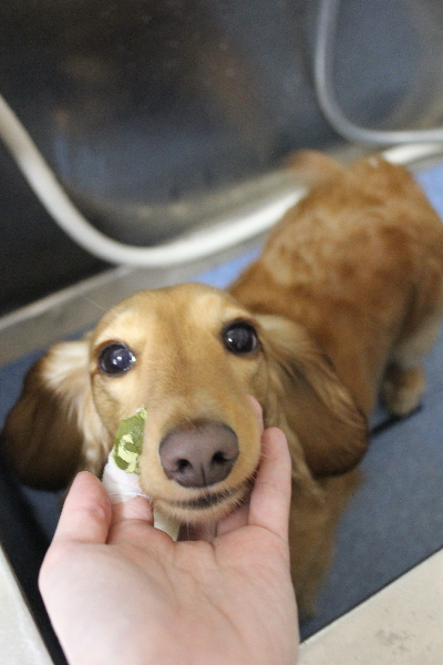 千葉県船橋市のミニチュアダックスの歯磨き画像