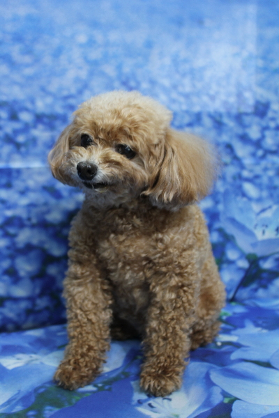 千葉県鎌ケ谷市のトイプードルのトリミング前画像