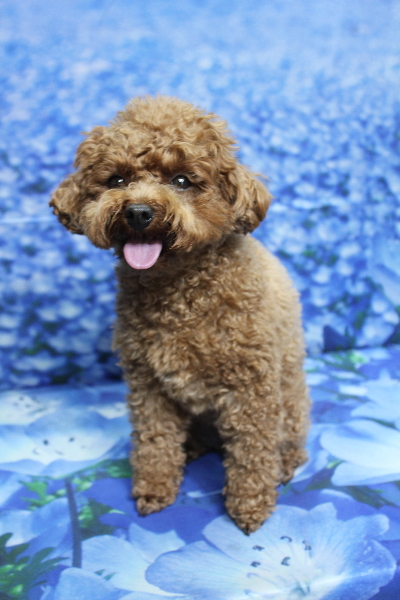 千葉県鎌ケ谷市トイプードルのトリミング前画像