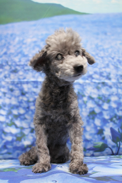 千葉県船橋市のトイプードルのトリミング前画像