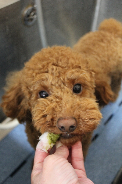 千葉県船橋市のトイプードルの歯磨き画像
