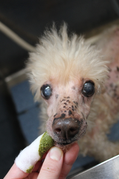 千葉県船橋市のトイプードルのハーブ歯磨き画像