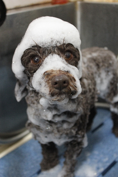 千葉県市川市のトイプードルのシャンプー画像