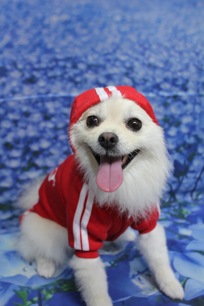 東京都港区のポメラニアンのトリミング画像