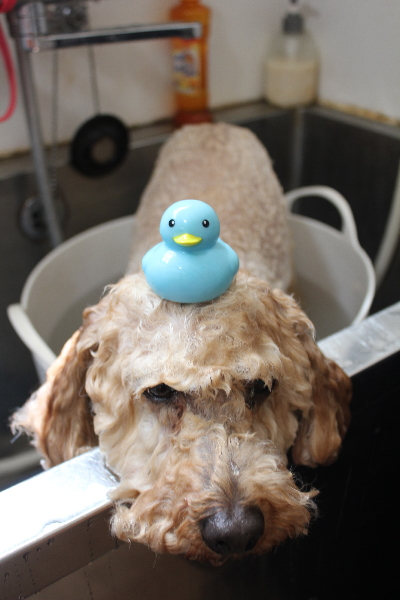 千葉県船橋市のトイプードルの炭酸泉画像