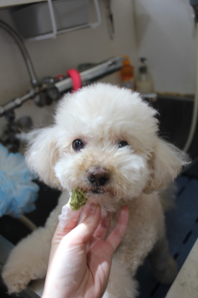 千葉県鎌ケ谷市のミックス犬の歯磨き画像