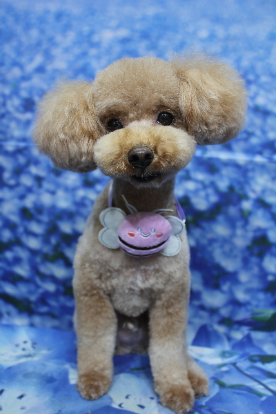 千葉県船橋市のトイプードルのトリミング画像