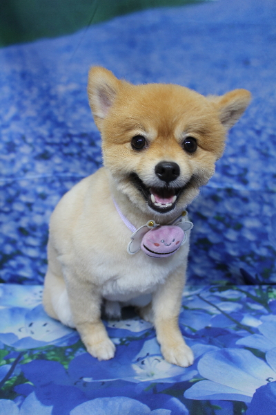 千葉県船橋市ポメラニアンのトリミング画像