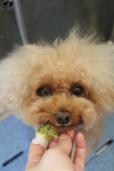 千葉県千葉市のトイプードルの歯磨き画像