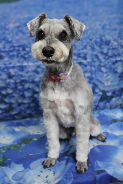 千葉県船橋市のミニチュアシュナウザーのトリミング画像