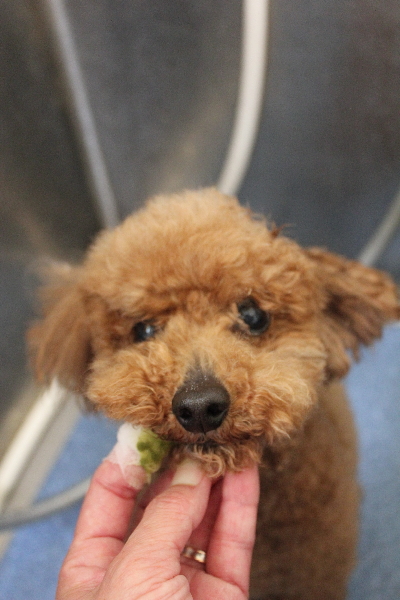 千葉県船橋市のトイプードルの歯磨き画像