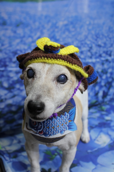 千葉県船橋市のジャックラッセルのトリミング画像