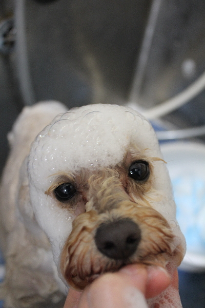 千葉県鎌ヶ谷市のトイプードルのシャンプー画像
