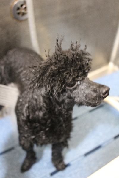 千葉県鎌ヶ谷市のトイプードルのオゾンシャワー画像