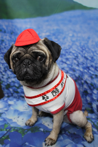 千葉県鎌ケ谷市のパグのトリミング画像