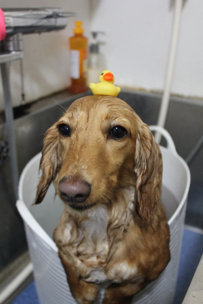 千葉県船橋市のミニチュアダックスの炭酸泉画像