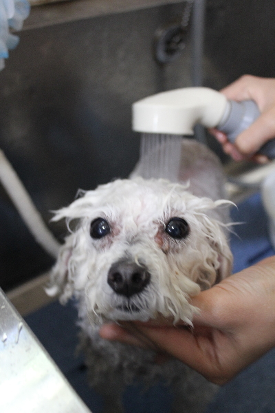 千葉県船橋市のトイプードルのオゾンシャワー画像