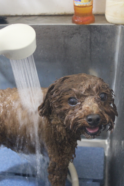 千葉県鎌ケ谷市トイプードルのオゾンシャワー画像
