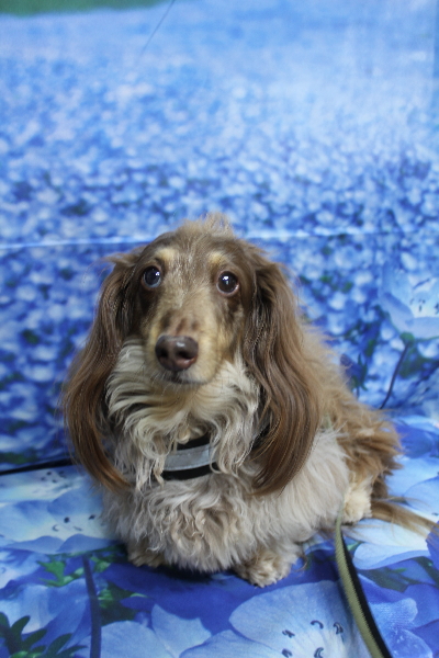 千葉県松戸市のミニチュアダックスのトリミング前画像