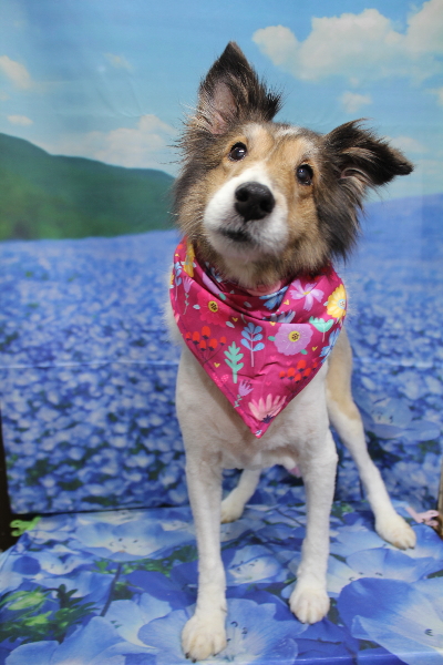 千葉県船橋市のシェルティーのトリミング画像