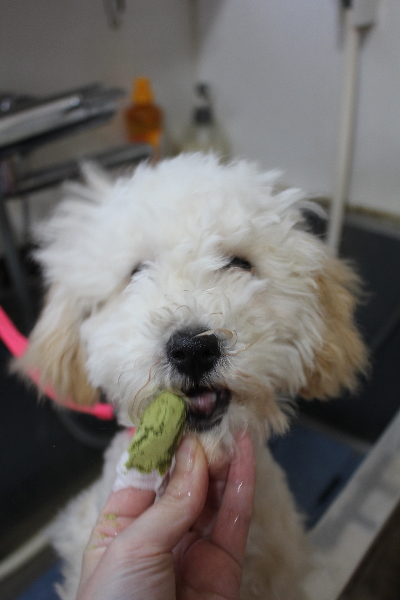 千葉県船橋市のトイプードルの歯磨き画像