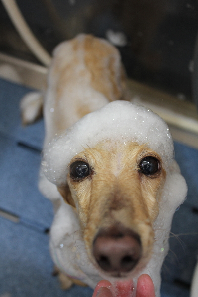 千葉県鎌ケ谷市のミニチュアダックスのシャンプー画像