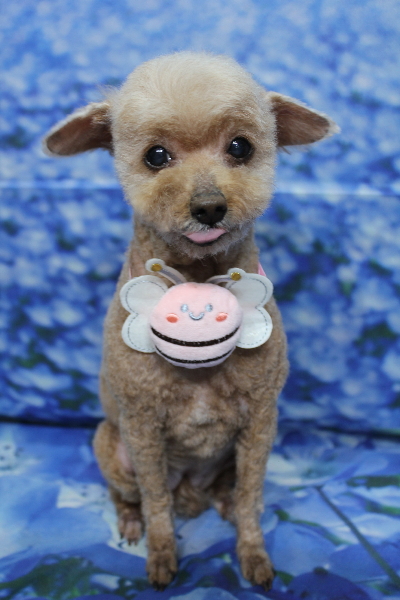 千葉県船橋市のトイプードルのトリミング画像