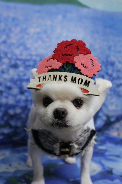 千葉県船橋市のポメラニアンのトリミング画像