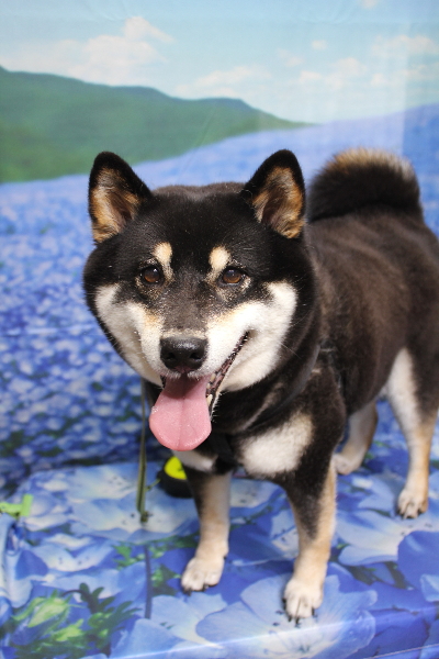 千葉県船橋市の柴犬のトリミング前画像