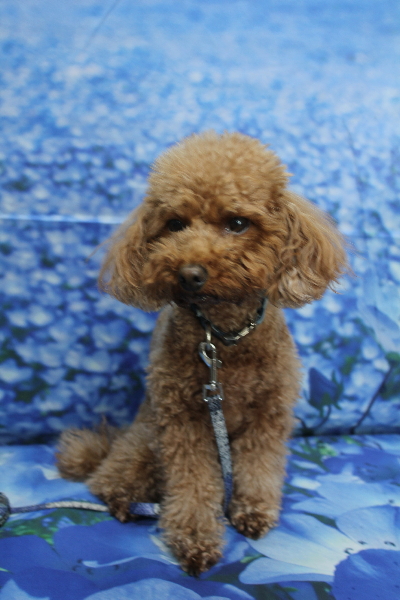 千葉県市川市のトイプードルのトリミング前画像