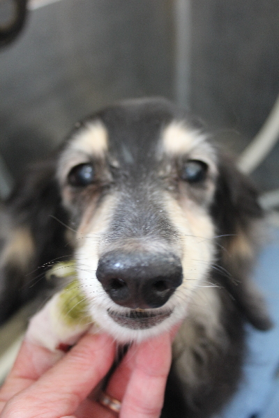 千葉県鎌ヶ谷市のミニチュアダックスの歯磨き画像