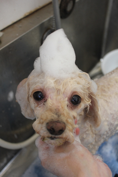 千葉県鎌ケ谷市のミックス犬のシャンプー画像