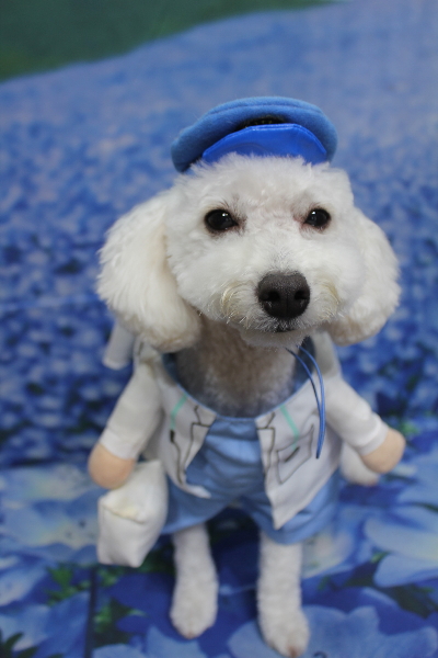 千葉県船橋市のトイプードルのトリミング画像