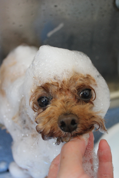 千葉県千葉市のトイプードルのシャンプー画像