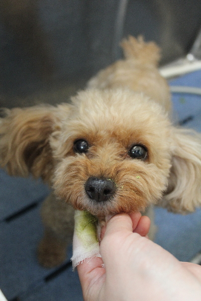 千葉県船橋市のトイプードルの歯磨き画像