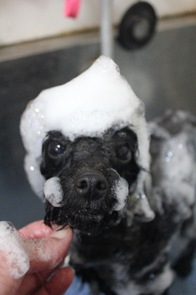 千葉県鎌ヶ谷市のトイプードルのシャンプー画像