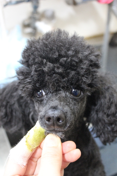 千葉県鎌ヶ谷市のトイプードルのハーブ歯磨き画像